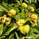 Castanea sativa