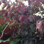 Cercis can. 'Forest Pansy'
