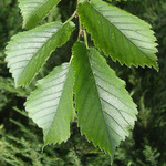 Ulmus hollandica 'Groeneveld'