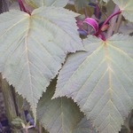 Acer davidii