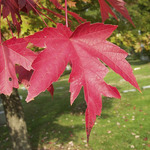 Acer freemanii 'Autumn Blaze'