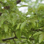 Acer griseum