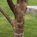 Acer griseum