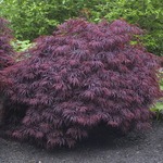 Acer palm. 'Crimson Queen'
