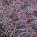 Acer palm. 'Tamuke Yama'