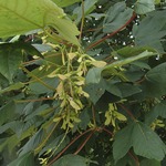 Acer pseudoplatanus