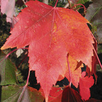 Acer rubrum 'Red Sunset'