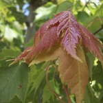 Acer rubrum 'Red Sunset'