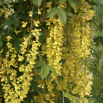 Laburnum watereri 'Vossi'