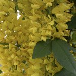 Laburnum watereri 'Vossi'