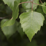 Betula pendula