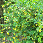 Caragana arborescens 'Pendula'