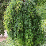 Caragana arborescens 'Pendula'