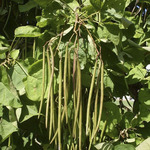 Catalpa bignonioides