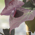 Cercis can. 'Forest Pansy'
