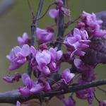 Cercis can. 'Forest Pansy'