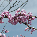 Cercis siliquastrum