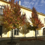 Pyrus calleryana 'Chanticleer'