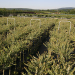 Salix integra 'Hakuro-Nishiki'