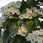 Crataegus lavallei 'Carrierei'
