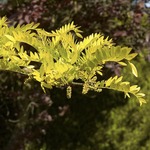 Gleditsia tri. 'Sunburst'