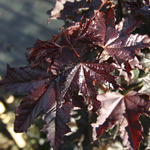 Acer plat. 'Crimson King'