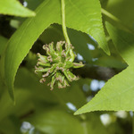 Liquidambar styraciflua