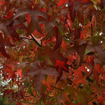 Liquidambar styraciflua