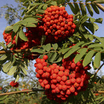 Sorbus a. 'Edulis'