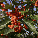 Sorbus thur. 'Fastigiata'