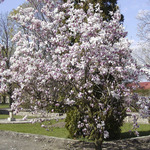 Magnolia x soulangeana