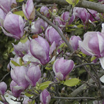 Magnolia x soulangeana