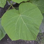 Paulownia tomentosa