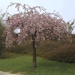 Prunus ser. 'Kiku-Shidare S.'