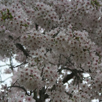 Prunus ser. 'Shirofugen'