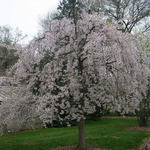 Prunus 'Shidare Yoshino'