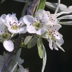 Pyrus salicifolia 'Pendula'