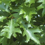 Quercus rubra