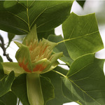 Liriodendron tulipifera