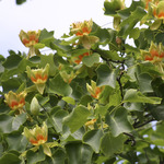 Liriodendron tulipifera