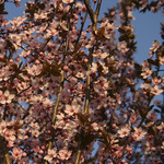 Prunus cerasifera 'Nigra'