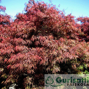 Acer palm. 'Crimson Princess' (NACPACP)