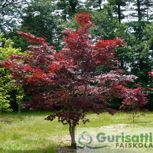 Acer palm. 'Bloodgood' (NACPABG)