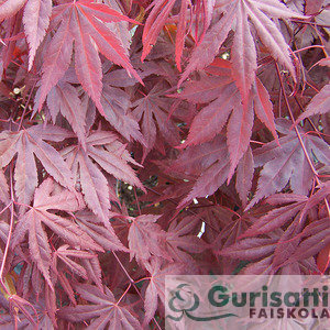 Acer palm. 'Fireglow' (NACPAFI)