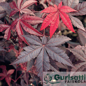 Acer palm. 'Red Emperor' (NACPARE)