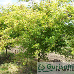 Acer palm. 'Seiryu' (NACPASE)