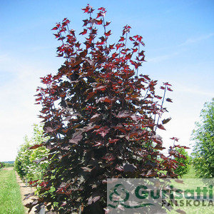 Acer plat. 'Crimson Sentry' (NACPLCS)