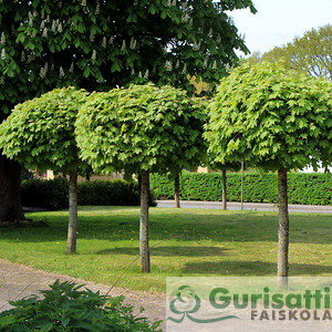 Acer plat. 'Globosum' (NACPLGL)