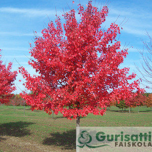 Acer rubrum 'Brandywine' (NACRUBR)