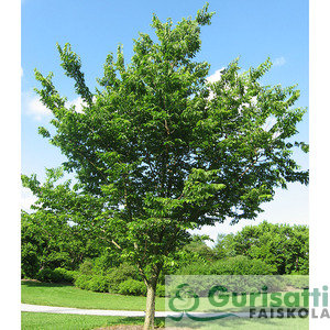 Celtis occidentalis (NCEOC00)